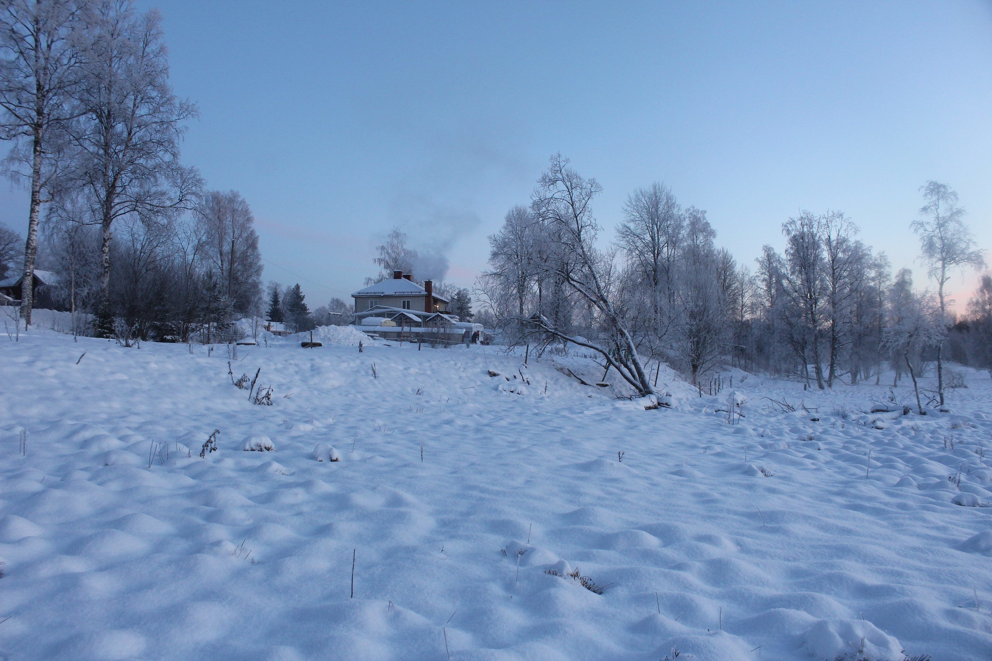 Ett snötäckt landskap med ett hus omgivet av träd.