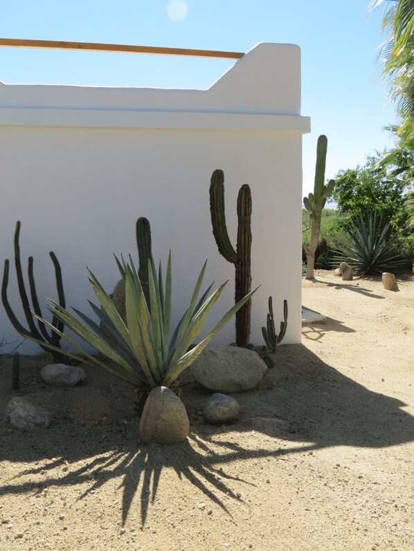 A desert garden with cacti and agave plants, a white wall, and a palm tree. - Villa Gardenia - Casa Cactus by the sea (Todos Santos)