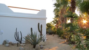 A desert garden with cacti and succulents, a white wall, and a palm tree.