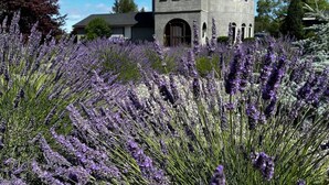 A stone tower house with a circular balcony, surrounded by lavender fields. - Sequim Lavender Castle (Sequim)