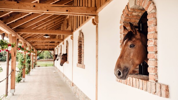 A stable with wooden beams and brick walls, with horses visible through windows. - Pension Zwicker (Lubotice)