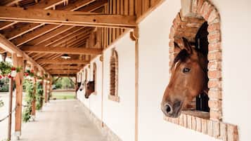 Horseback riding