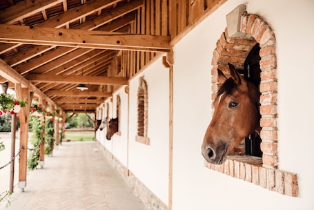 Horse riding. Pension Zwicker