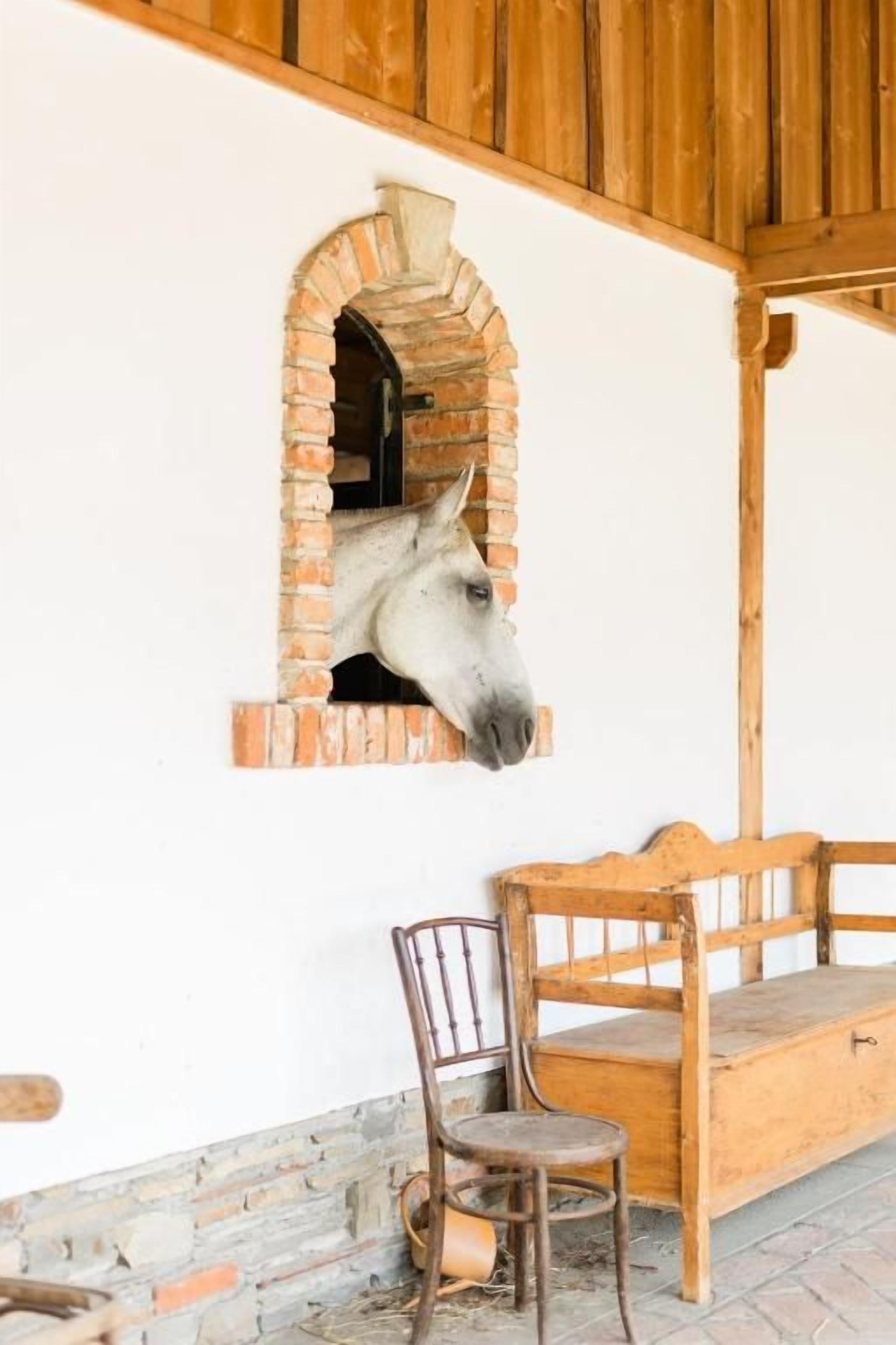 La tête d’un cheval qui dépasse d’une arche en briques, un banc en bois et un plafond en bois rustique.