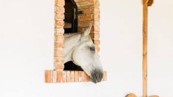 La tête d’un cheval qui dépasse d’une arche en briques, un banc en bois et un plafond en bois rustique.