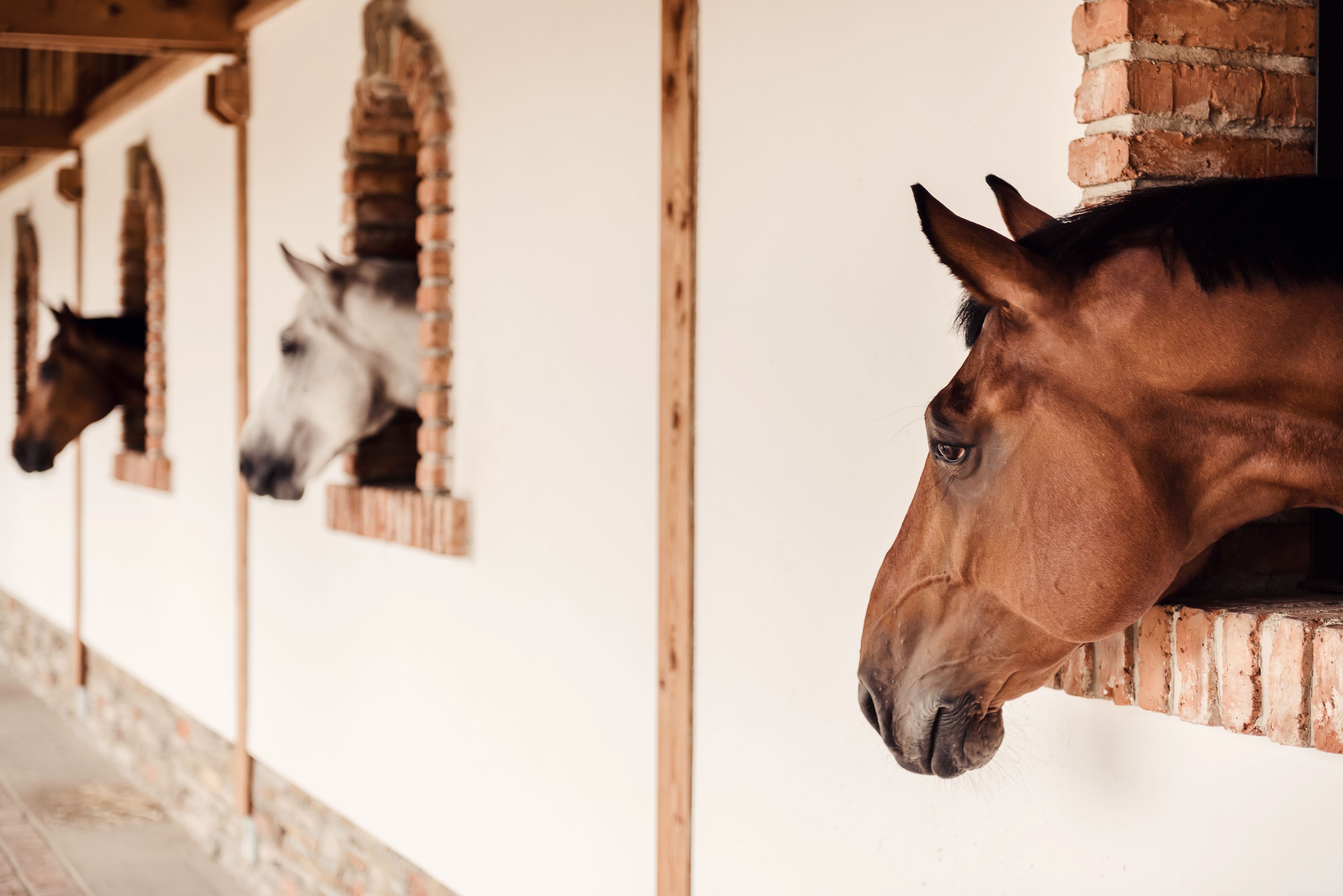 A stable with horses.