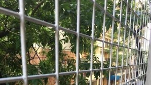 A view through a metal fence with a tree on the left and buildings in the background. - Incredible Rodriguez Pena (Buenos Aires)