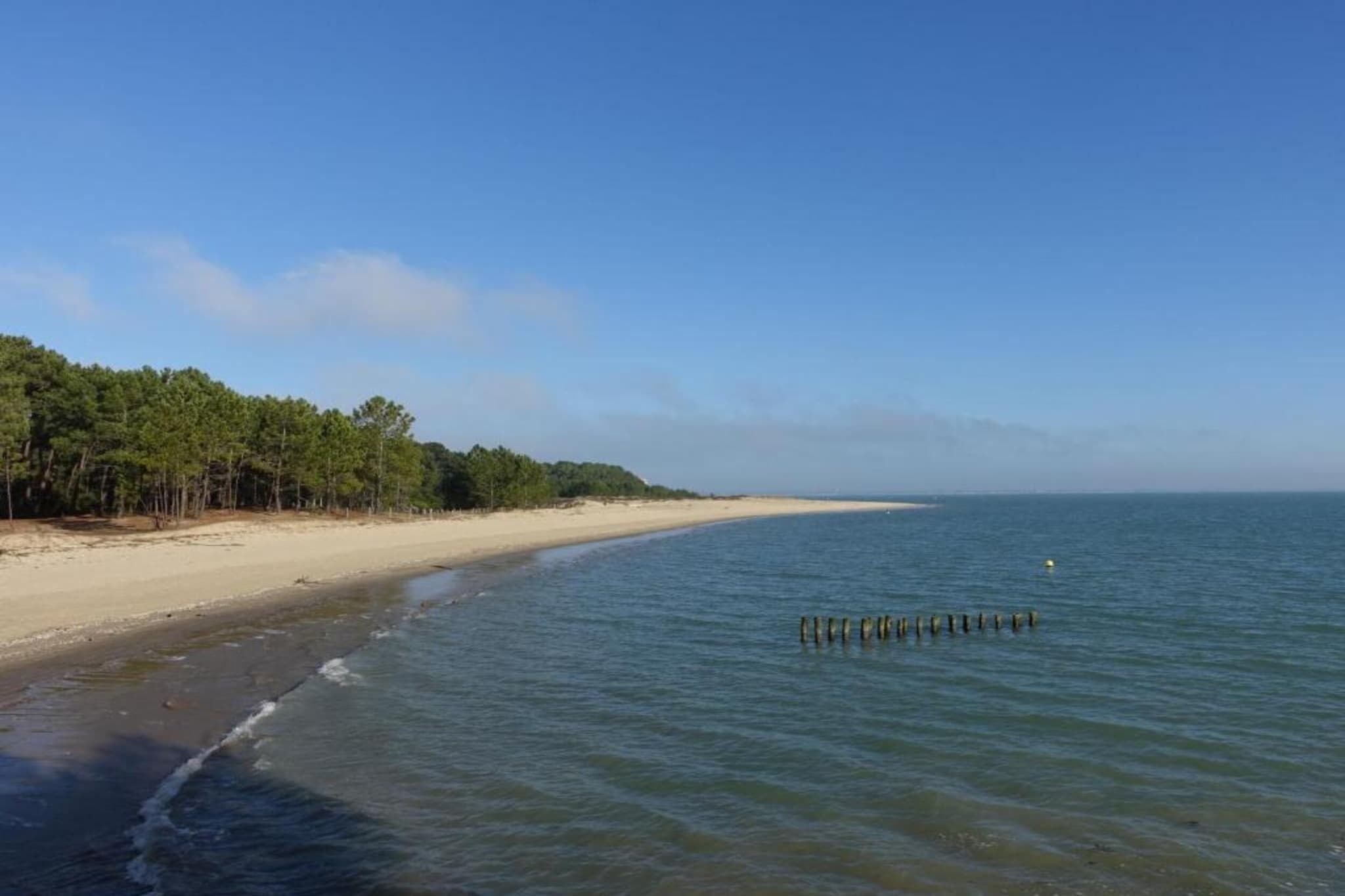 Une plage avec un rivage sablonneux, une rangée d’arbres et une eau calme.