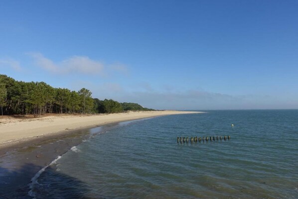 Une plage avec un rivage sablonneux, une rangée d’arbres et une eau calme.