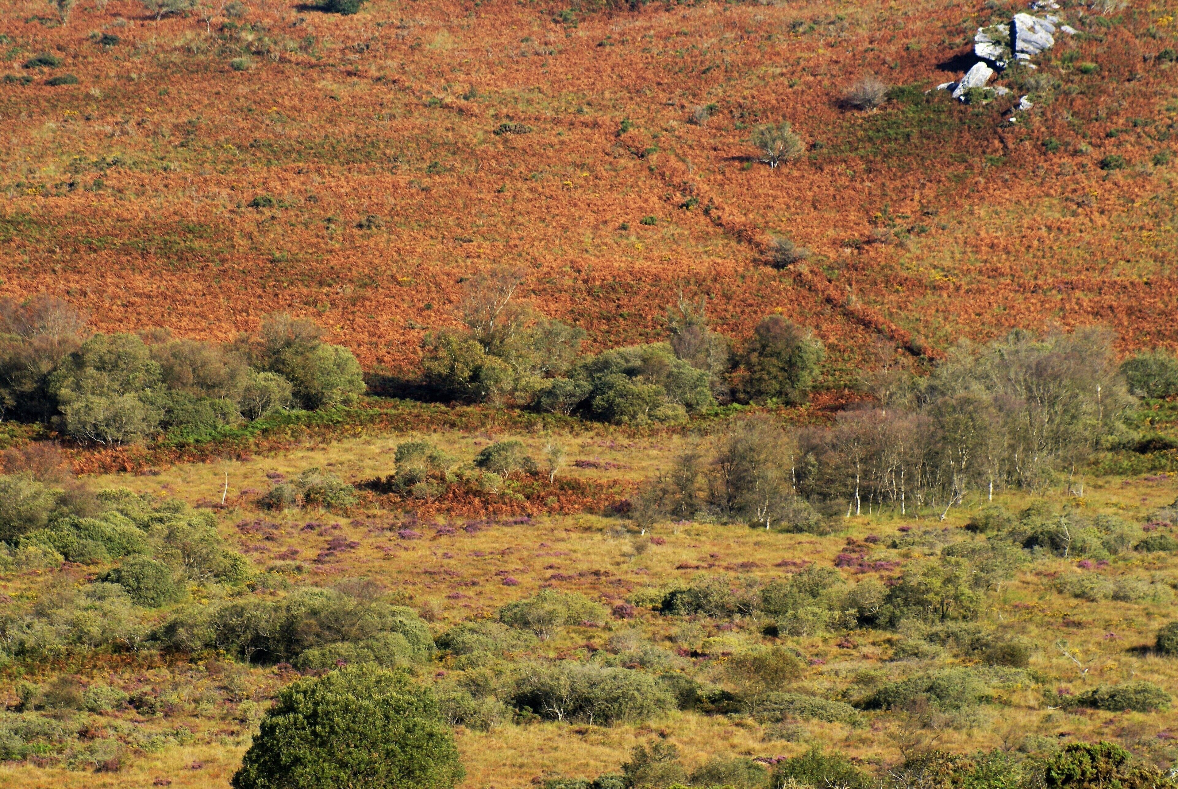 Un paysage vallonné, parsemé d’une végétation arbustive dense et d’arbres.