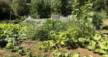 Bird Hill - A Garden Retreat in the Yarra Valley - Get Up Close to Native Birds