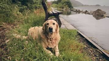 Un perro descansando sobre la hierba al lado de un cuerpo de agua, con un banco y rocas al fondo.