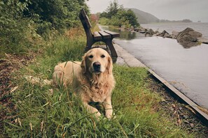 A dog lying on grass beside a body of water with a bench and rocks in the background. - Waterfront Lodge 5 with Hot Tub (Kentallen Pier)