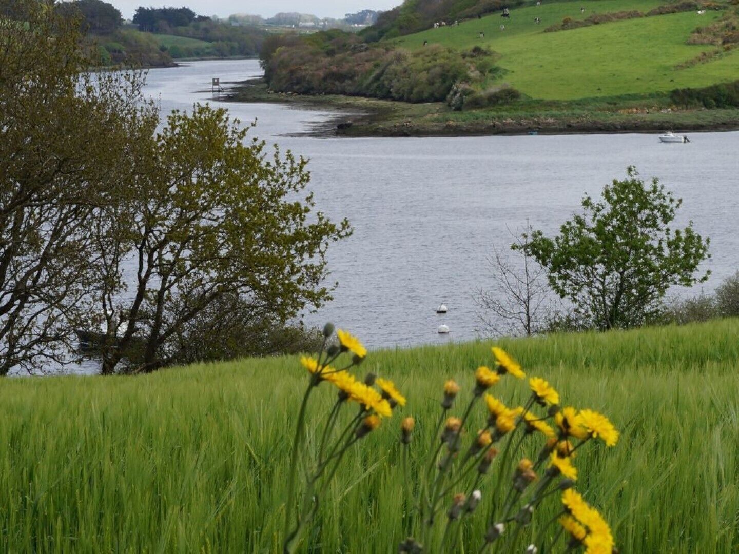 A river with boats, surrounded by green fields and trees.