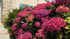 A stone building with blue shutters and a garden of pink flowers.