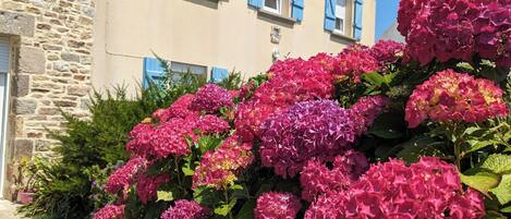 Ein Steinhhaus mit blauen Fensterläden und einem Garten voller pinkfarbener Blumen.