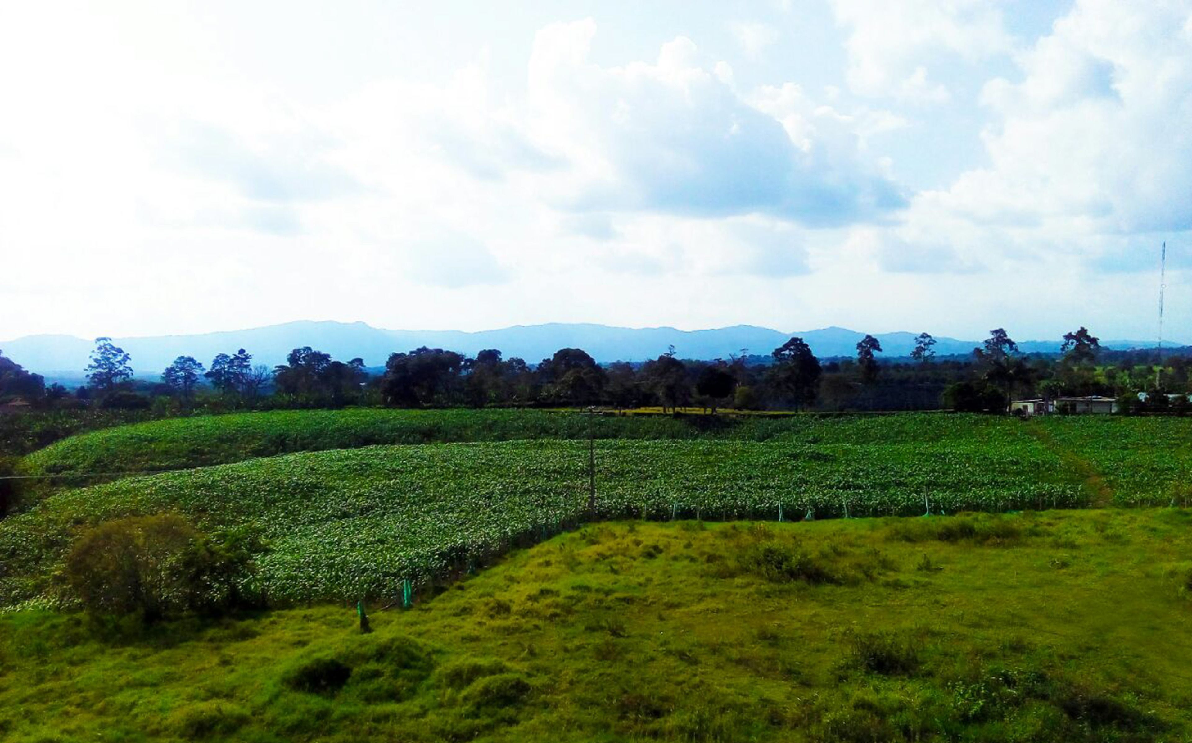 Un paysage composé d’un champ de cultures, d’une colline et de montagnes lointaines, le tout sous un ciel nuageux.