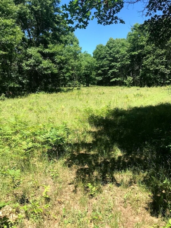 A grassy field with trees and ferns. - Muskegon River Front Cabin (Newaygo)