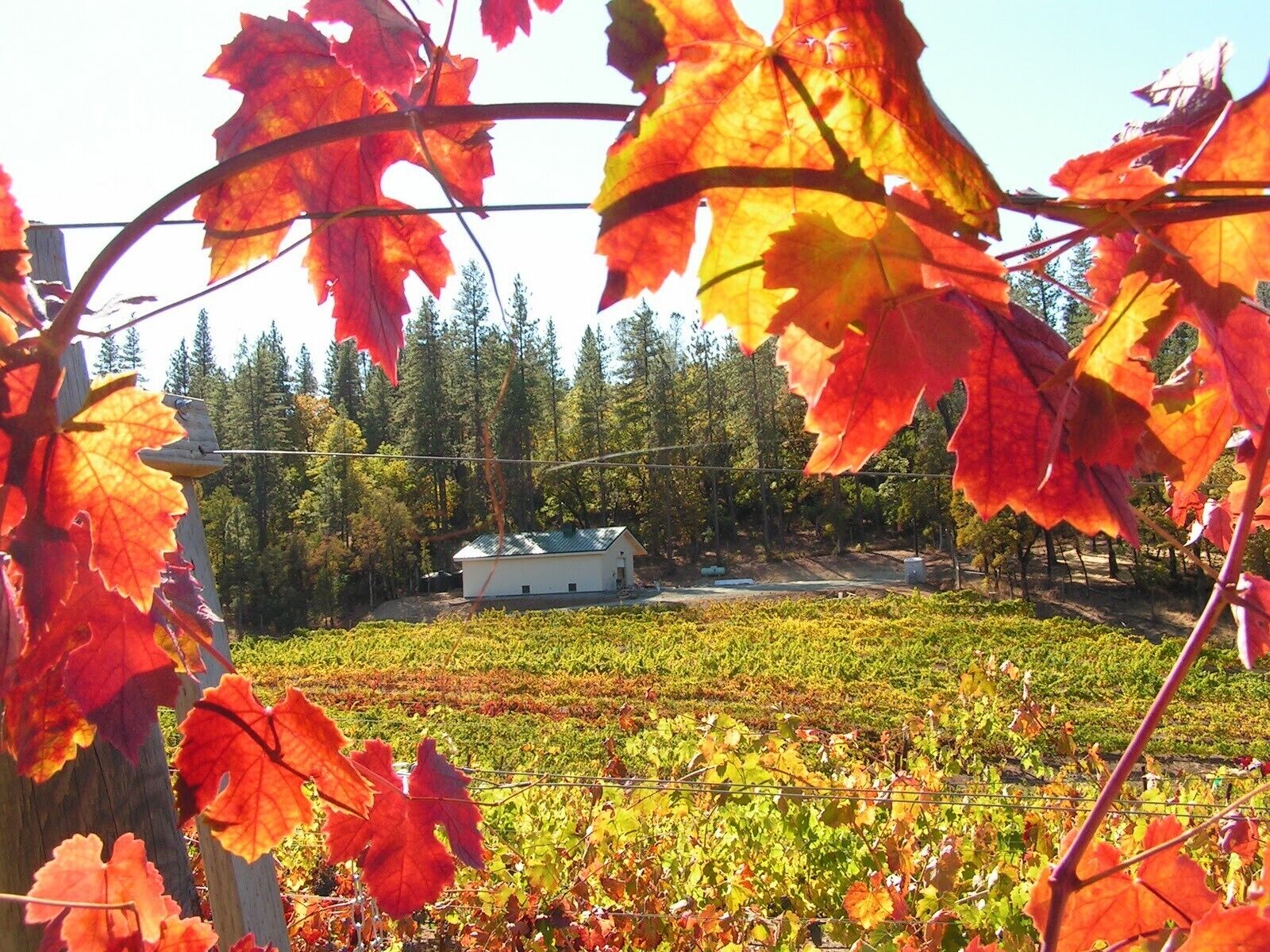 Un vignoble avec des rangées de vignes et un bâtiment blanc en arrière-plan.