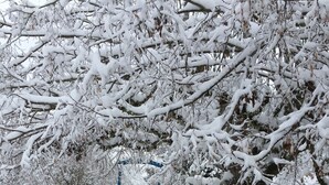 Een besneeuwde buitenruimte met bomen en een blauwe omheining.