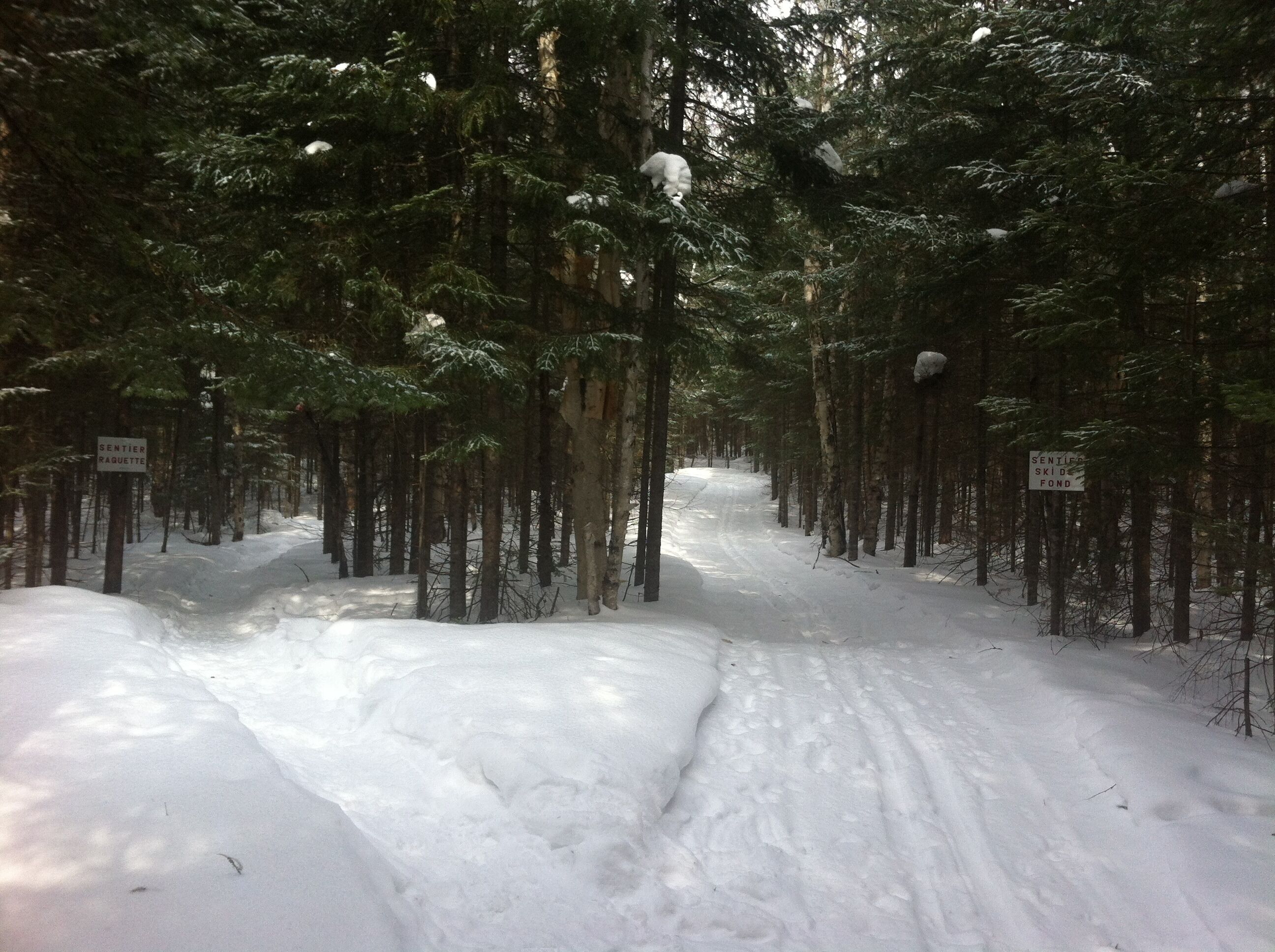 A snow-covered forest path with signs indicating 'Sentier Skid Fond'.