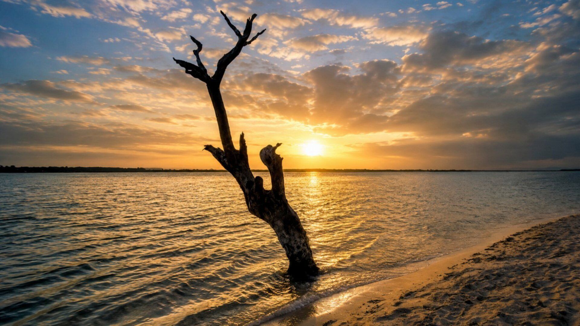 Un atardecer sobre una superficie acuática tranquila con un árbol seco al frente.