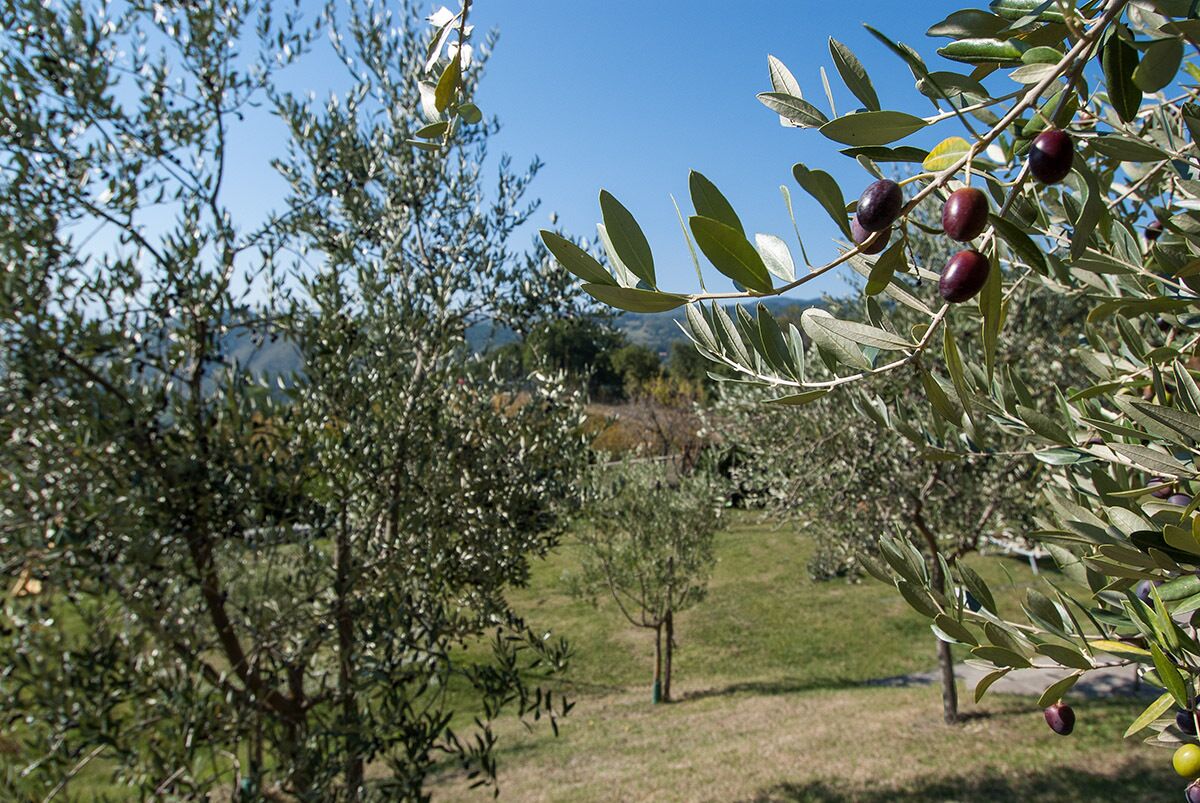 Àrea exterior de l'allotjament