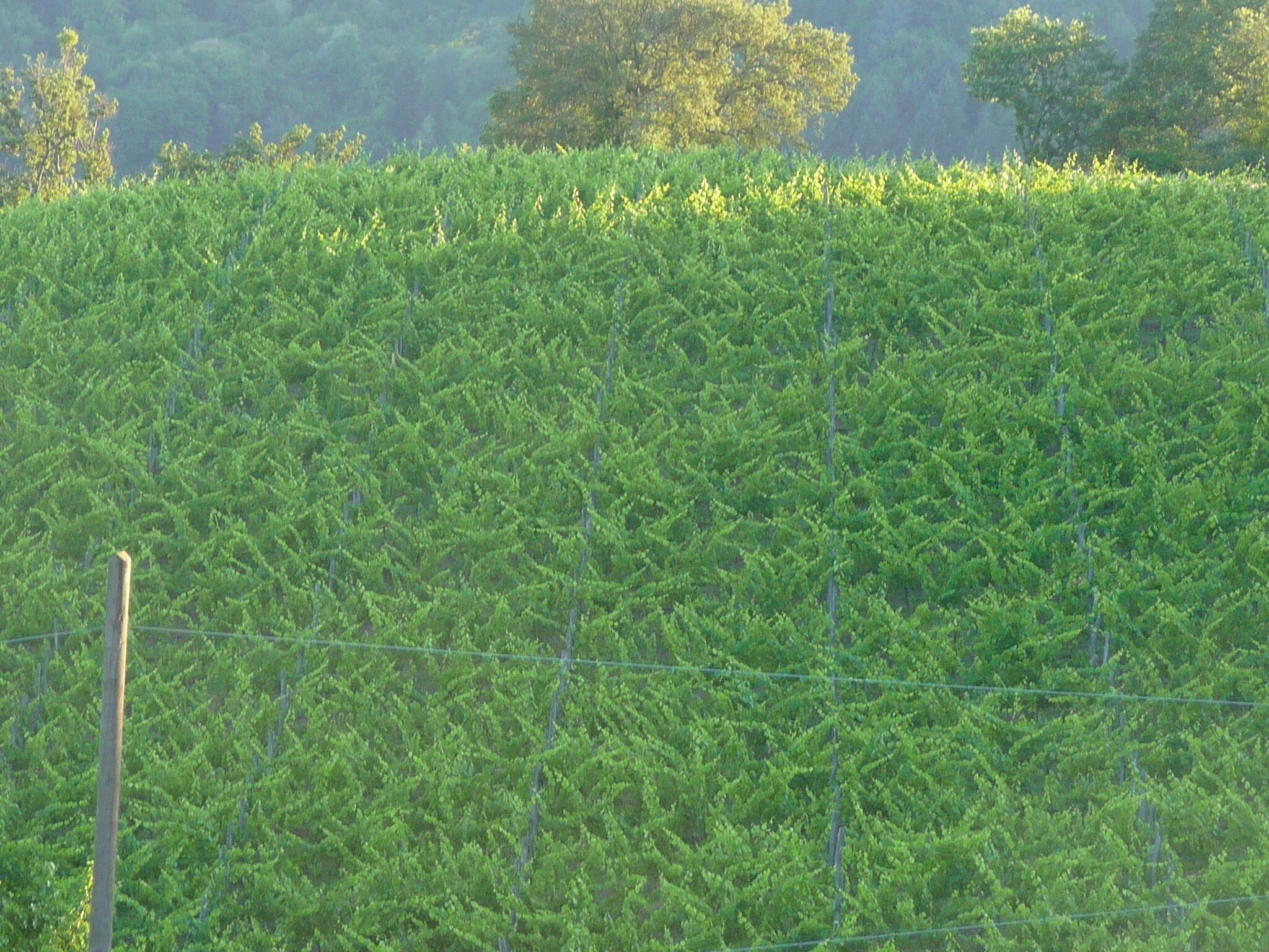 A vineyard with rows of grapevines and a wooden fence in the foreground.