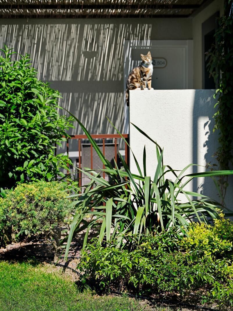 A cat on a white wall, surrounded by greenery and a wooden fence.