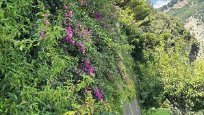 A lush garden with dense foliage and vibrant pink flowers, a grassy area, and a mountain backdrop. - Stunning views, Space, Charm, Great Pool, Ideal Amalfi Coast location! (Furore)
