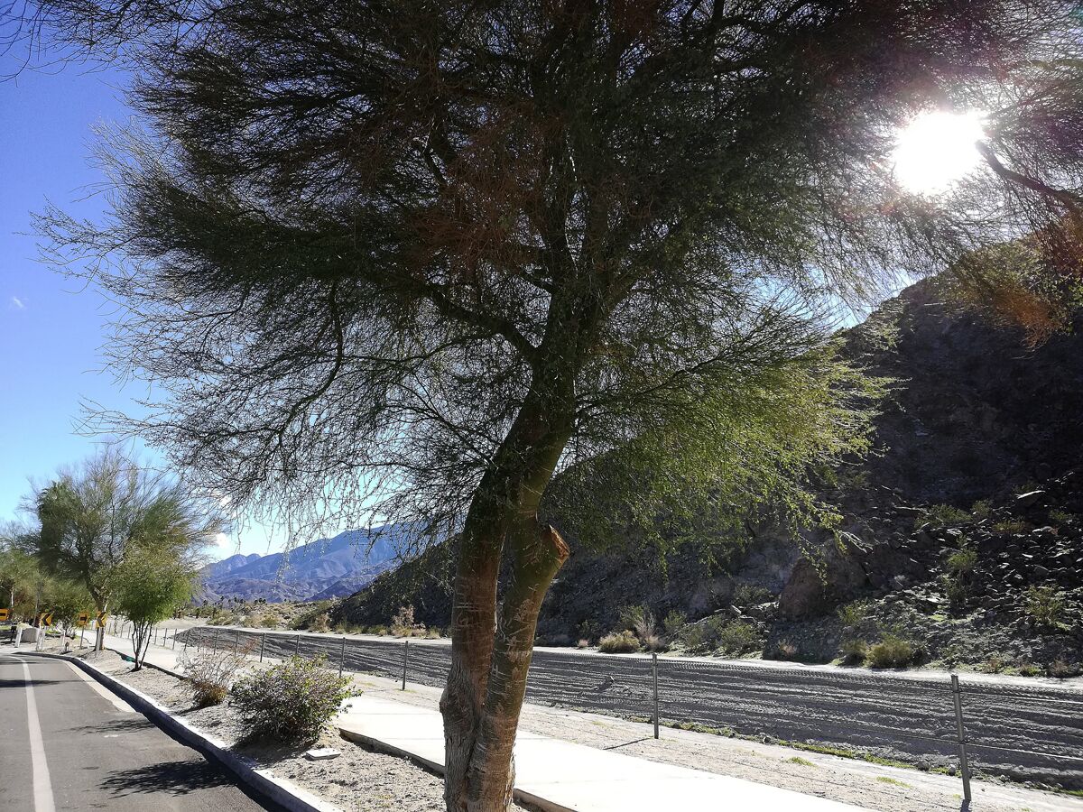 A tree-lined road with mountains in the background.