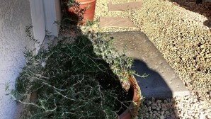 Un étroit sentier recouvert de gravier, bordé de plantes en pot, mène à un bâtiment à la façade blanche, doté d’une porte.