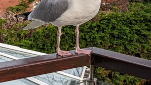 Un esparveró assegut en una barana de balcó amb una vista d'una casa i arbres al fons.