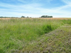 Ein Feld mit hohem Gras und blauem Himmel.