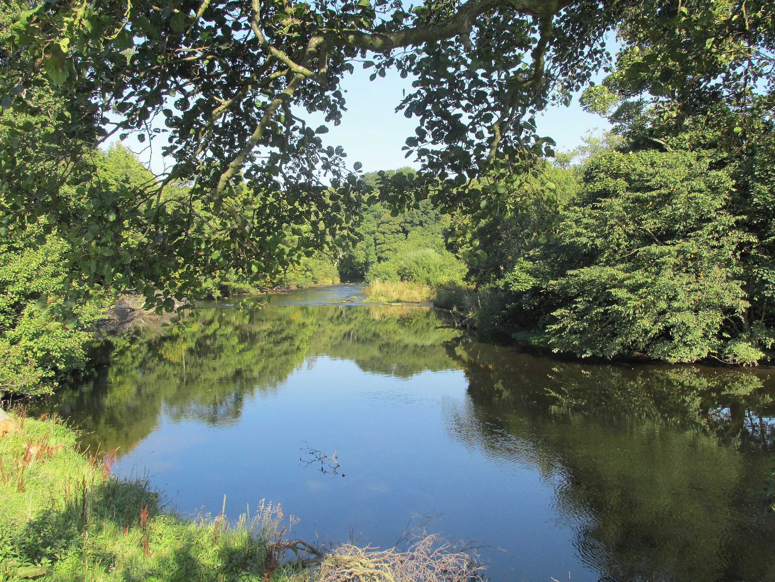 A calm river surrounded by dense greenery and trees.