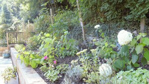 A garden with various plants and a wooden fence.