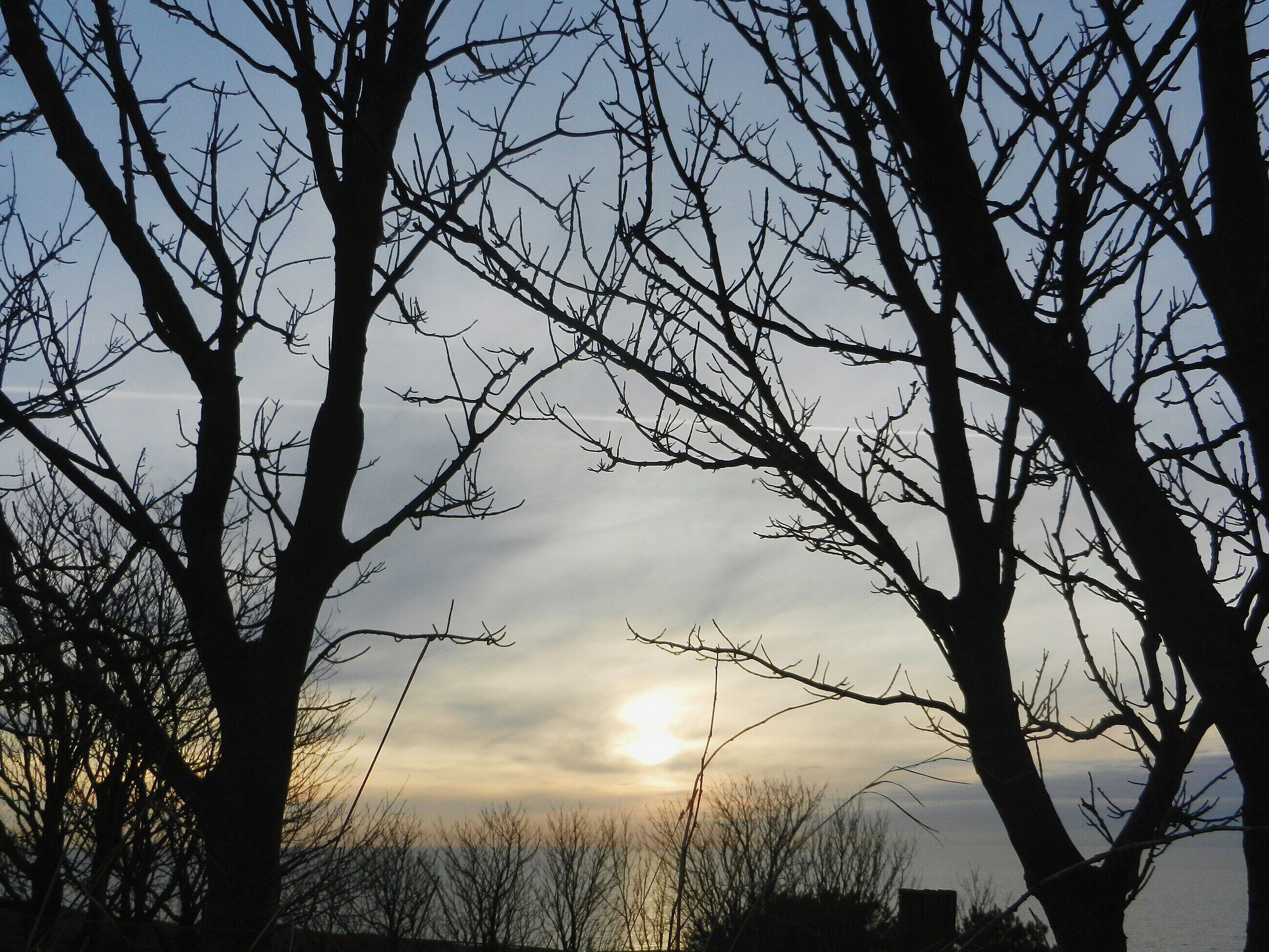 Un paysage avec des arbres sans feuilles et un soleil couchant.