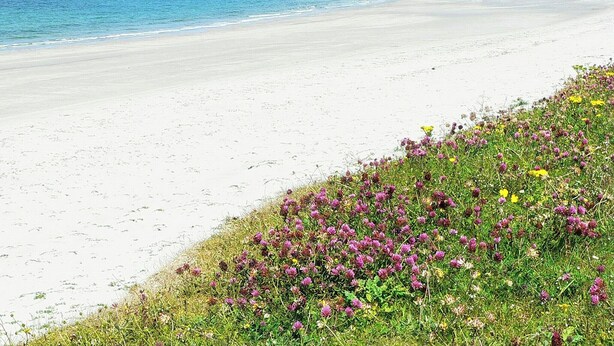A beach with white sand and a grassy area with purple flowers. - 2 bedroom accommodation in Howbeg (Tobha Beag), Isle of South Uist (Howbeg (Tobha Beag), Isle of South Uist)