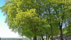A grassy area with trees and a path leading to a building.