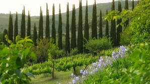 Un vignoble bordé de rangées de cyprès imposants, avec des fleurs violettes au premier plan.