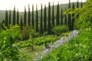 Property grounds - Between art and nature farm in Umbria Green Heart of Italy (Spello)