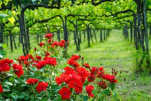 Jardines del alojamiento