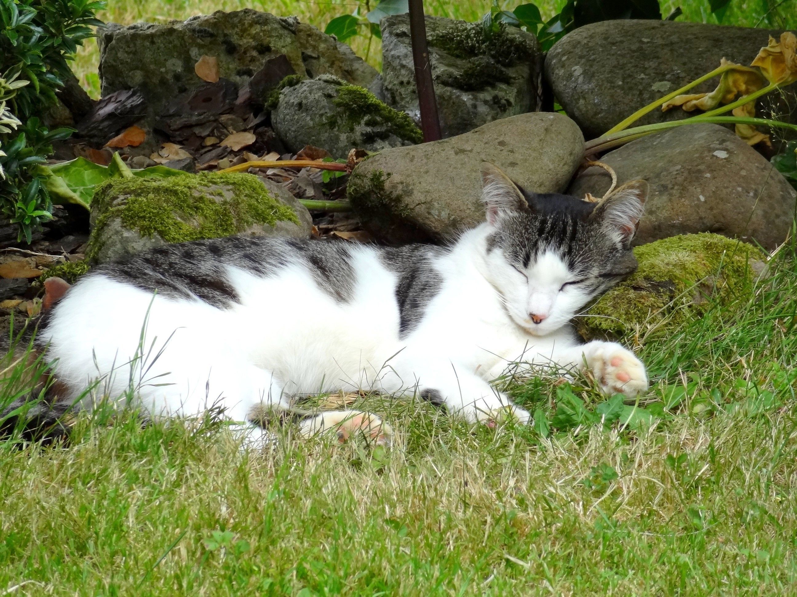 A cat lying on grass with rocks and foliage in the background.