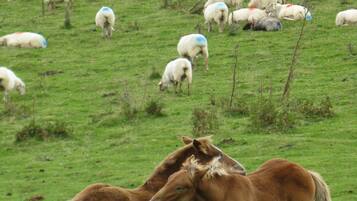 A grassy field with a herd of sheep and two horses.