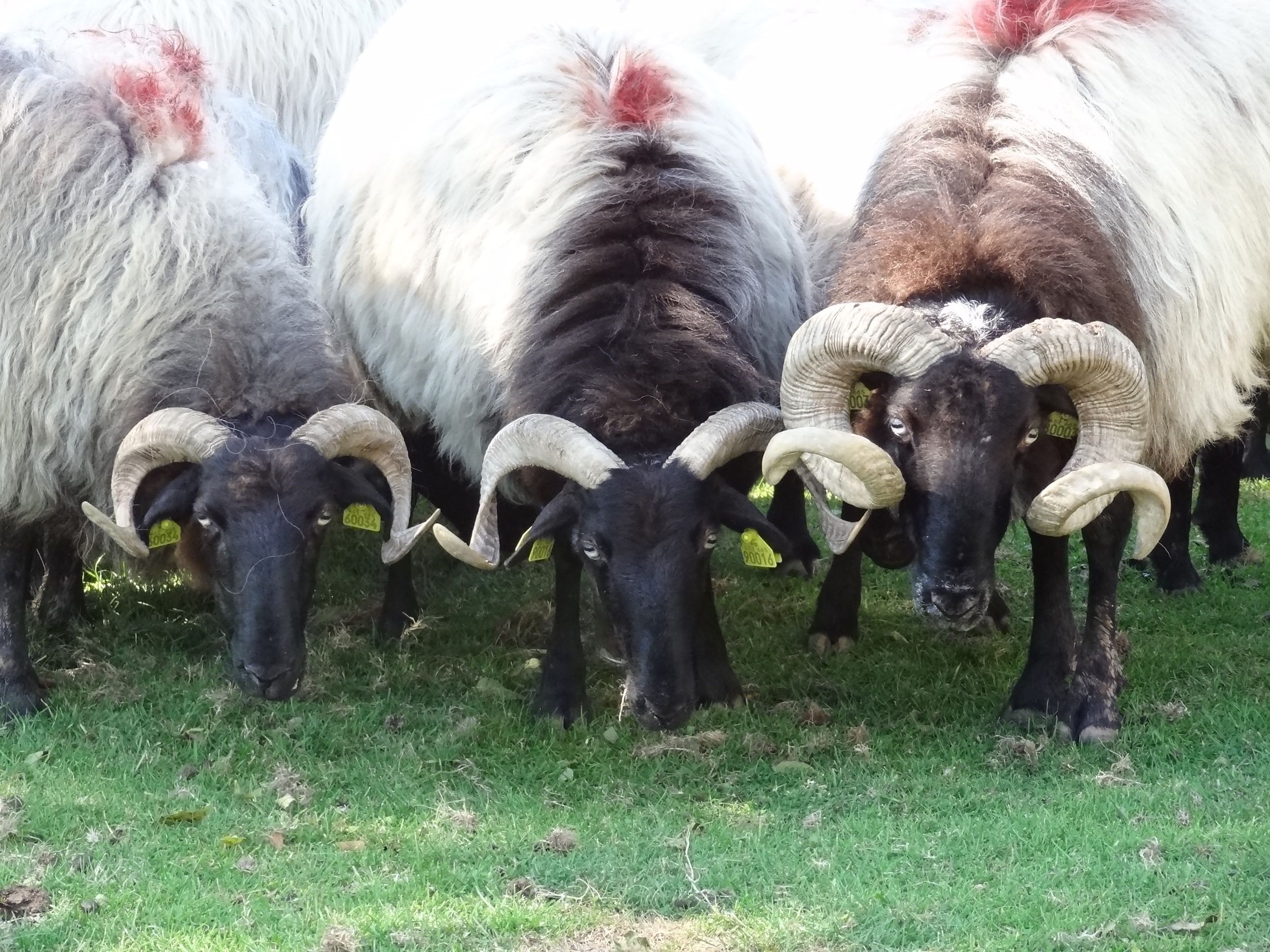 Un groupe de béliers aux grandes cornes recourbées paissent dans un champ herbeux.