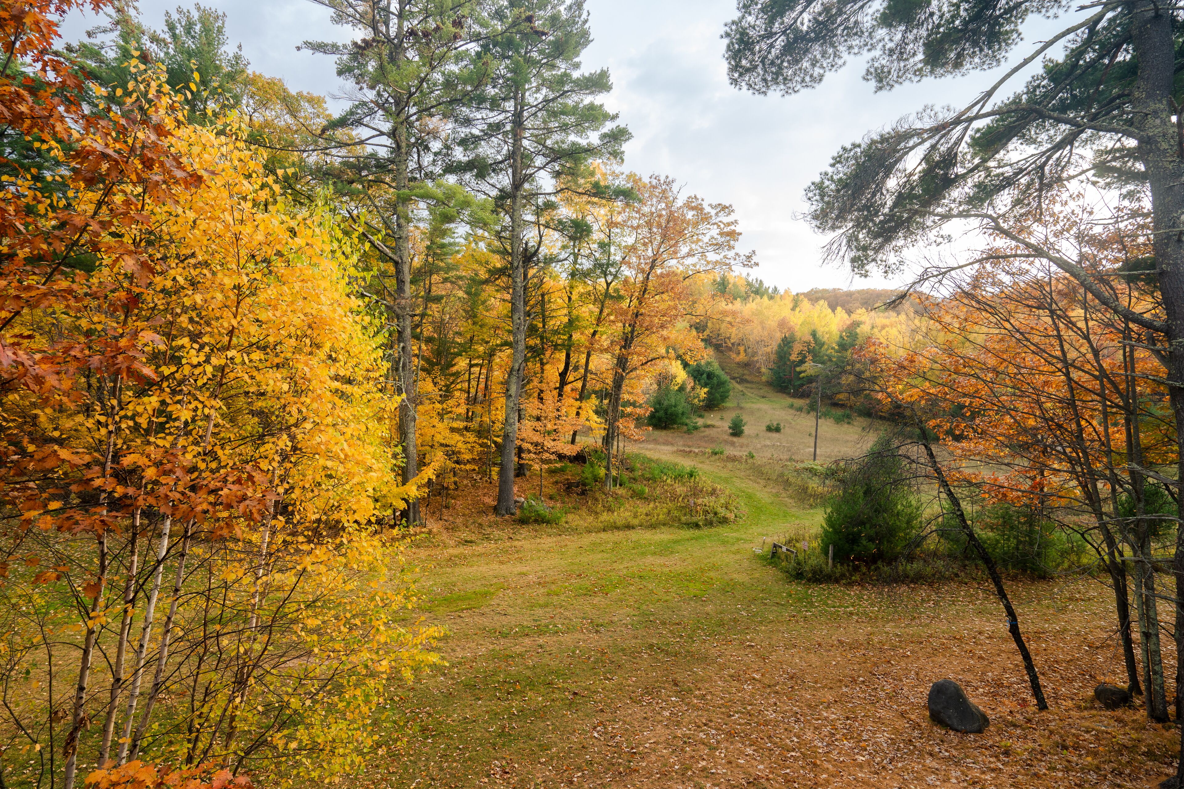 A forested area with autumn foliage, a grassy path, and a small hill in the background.