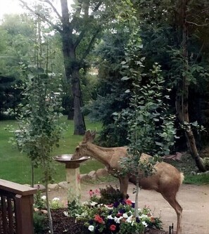 Overnattingsstedets uteområder