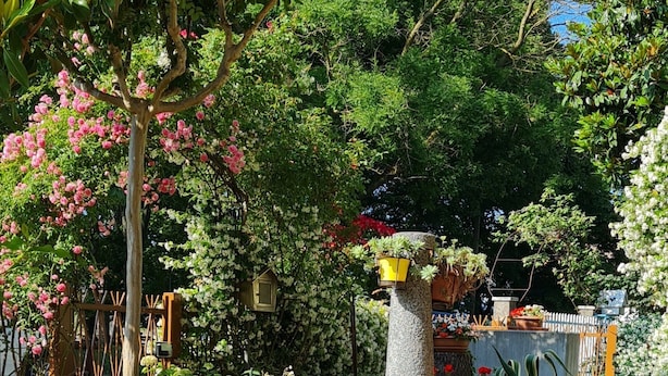 A garden with potted plants and a wooden bench. - Renovated and equipped apartment in Cervia-Milano Marittima (Cervia)