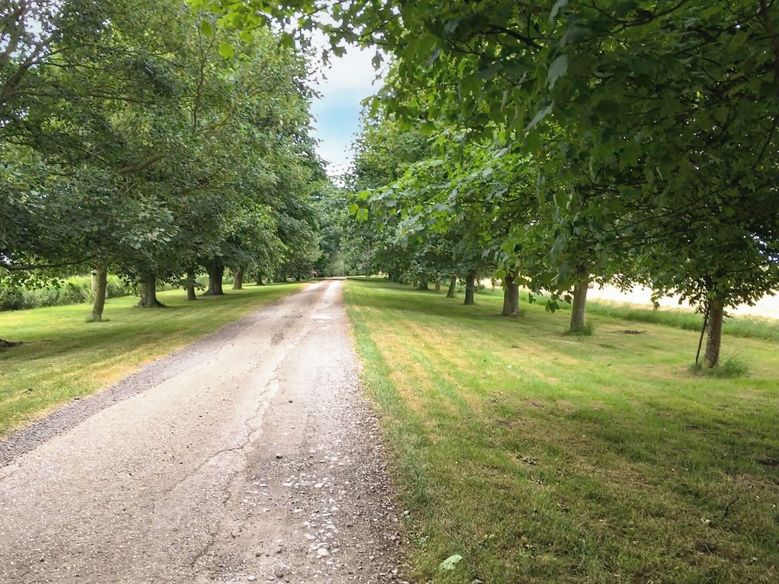 A gravel path flanked by trees in a park.