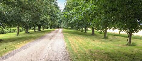 A gravel path flanked by trees in a park.
